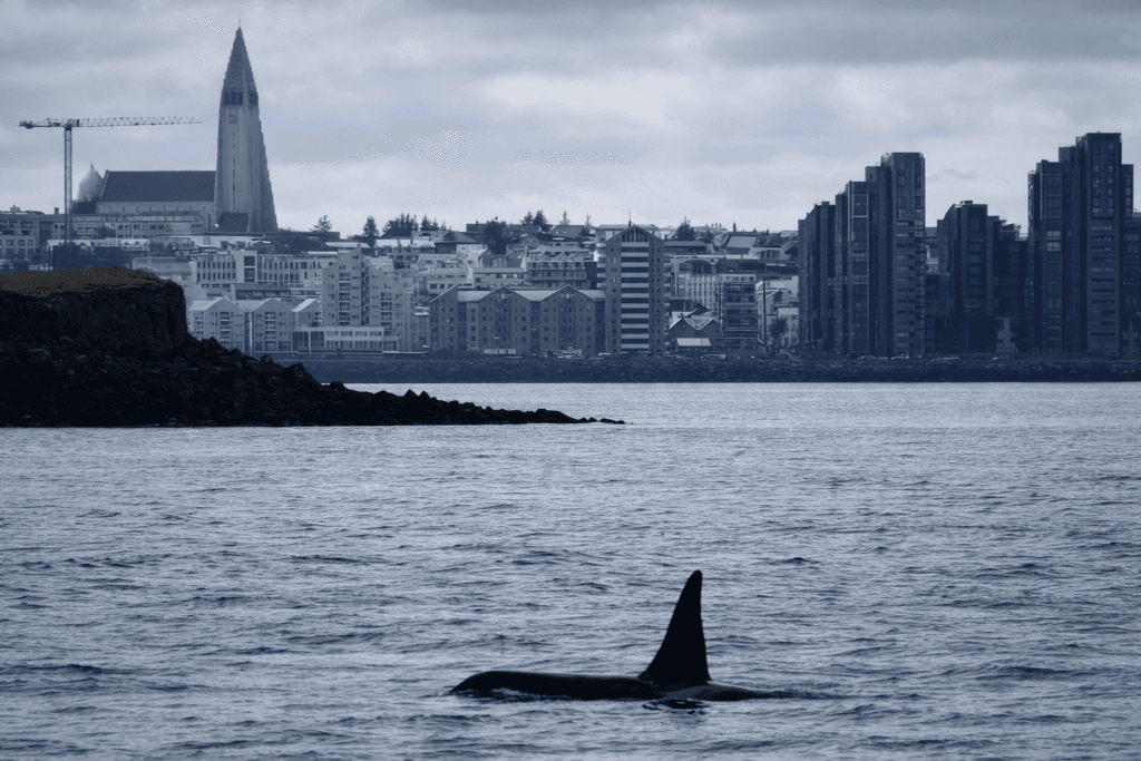 Orca swimming near Reykjavik coastline with city skyline
